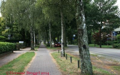 b-140803-bomen-soestdijker-zuid-IMG_2126AA.jpg